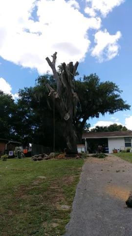17 Large Oak Before